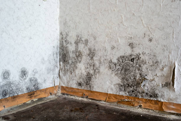 Best Emergency Mold Removal  in Echelon, NJ